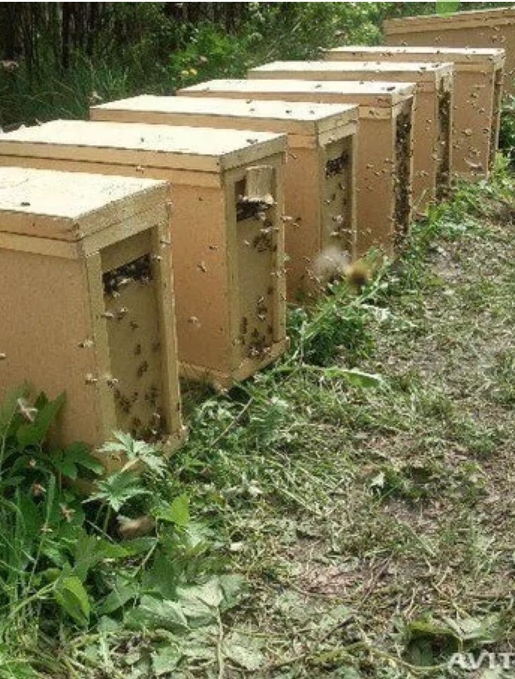 Пакети бджолок бакфаст