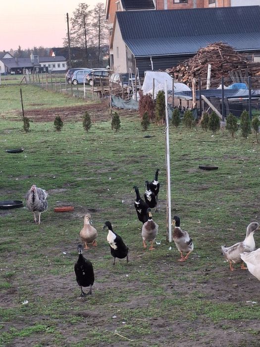 Sprzedam kaczki biegusy 100 zł para