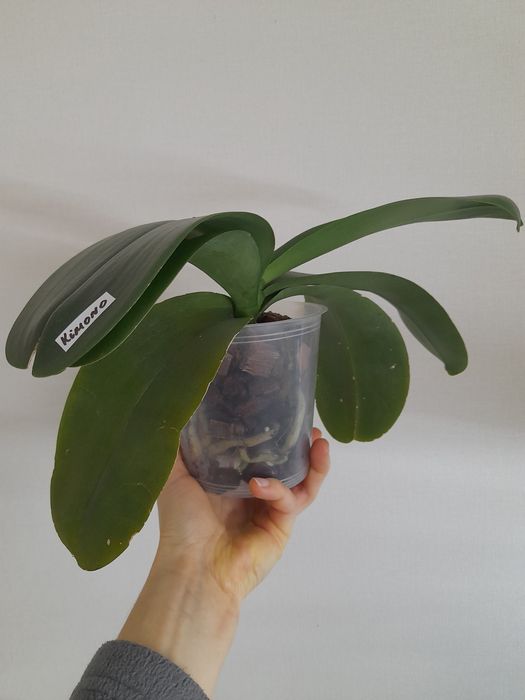 Домашні фаленопсиси