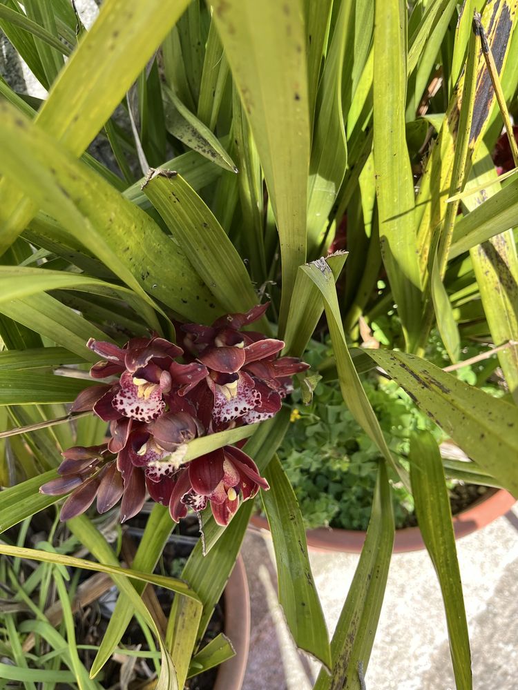 Vasos orquideas