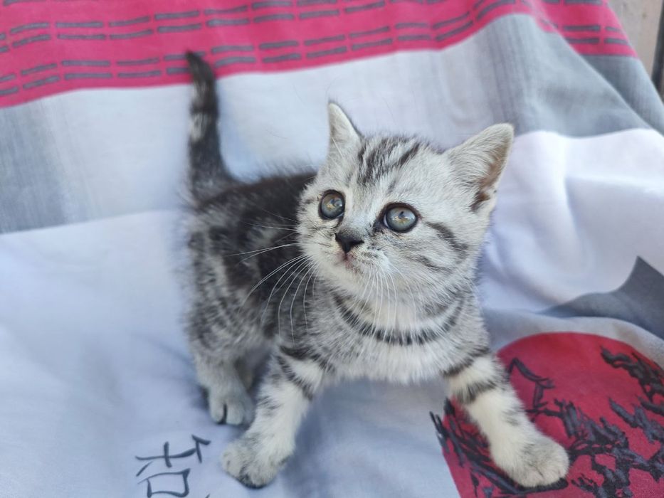Шотландские котята