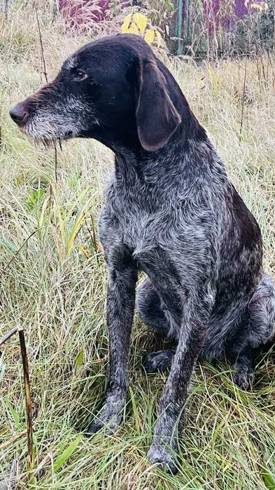 Віддаємо в добрі руки