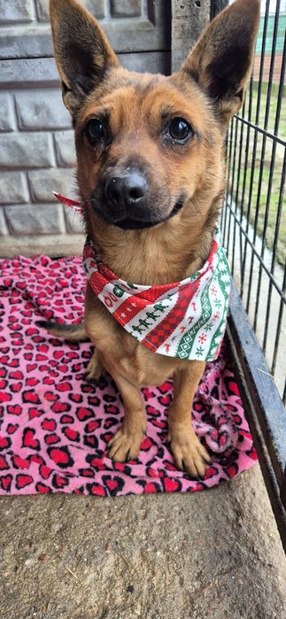 Mały piesek okolo 3 lata