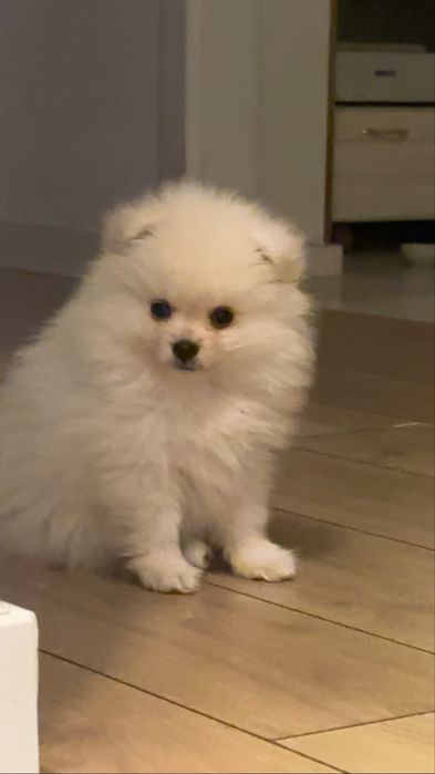 Okazja! Piękny mini pomeranian