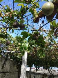 Plantas de Maracujas Passiflora Edulis