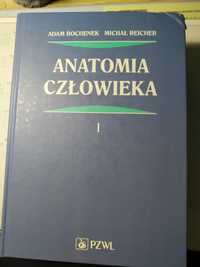 Anatomia człowieka