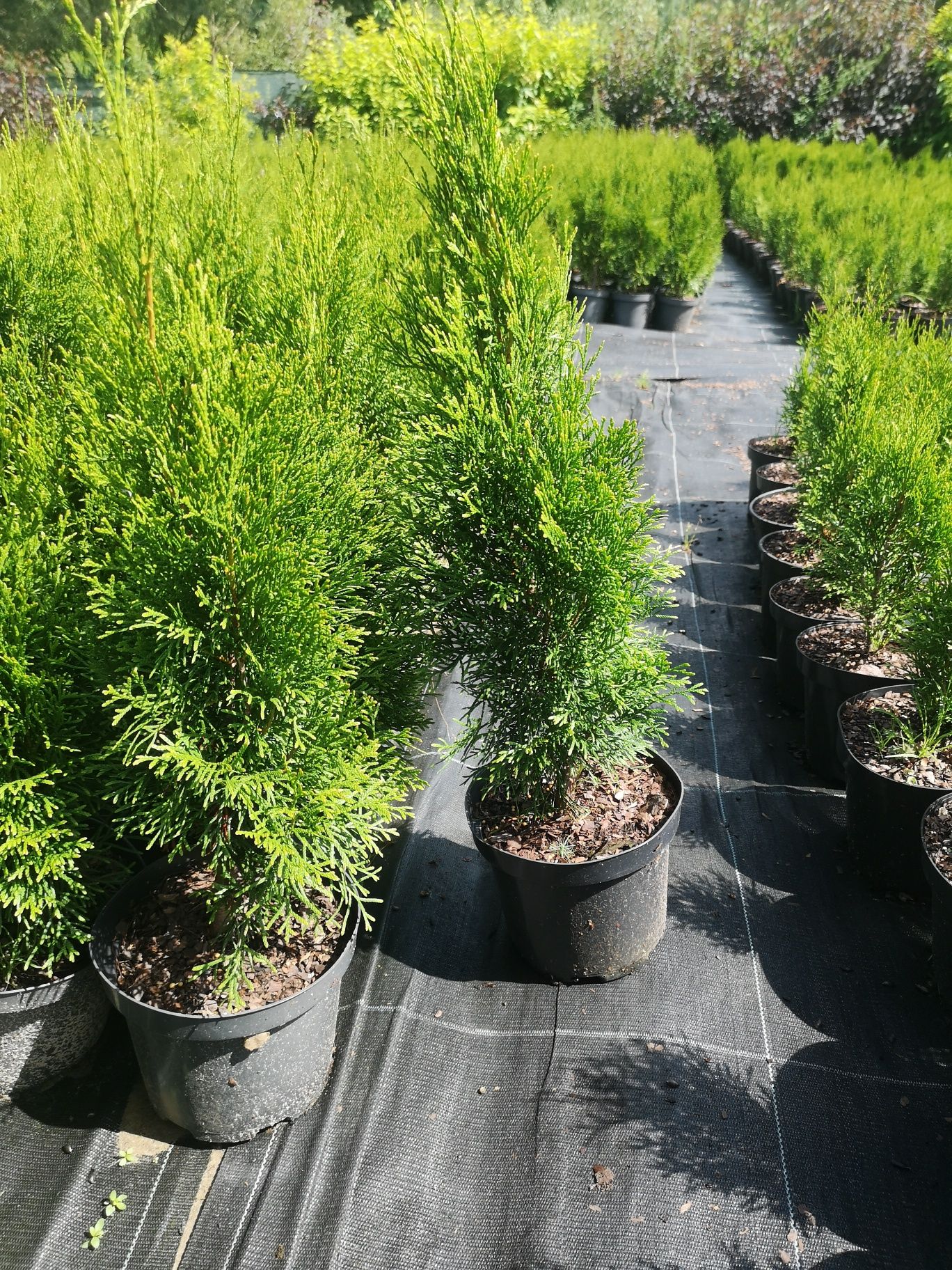 Thuja tuja szmaragd  brabant Columna 180 cm