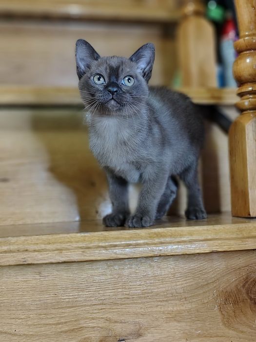 Бурма Европейская дівчата