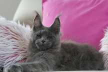 Kocurek maine coon
