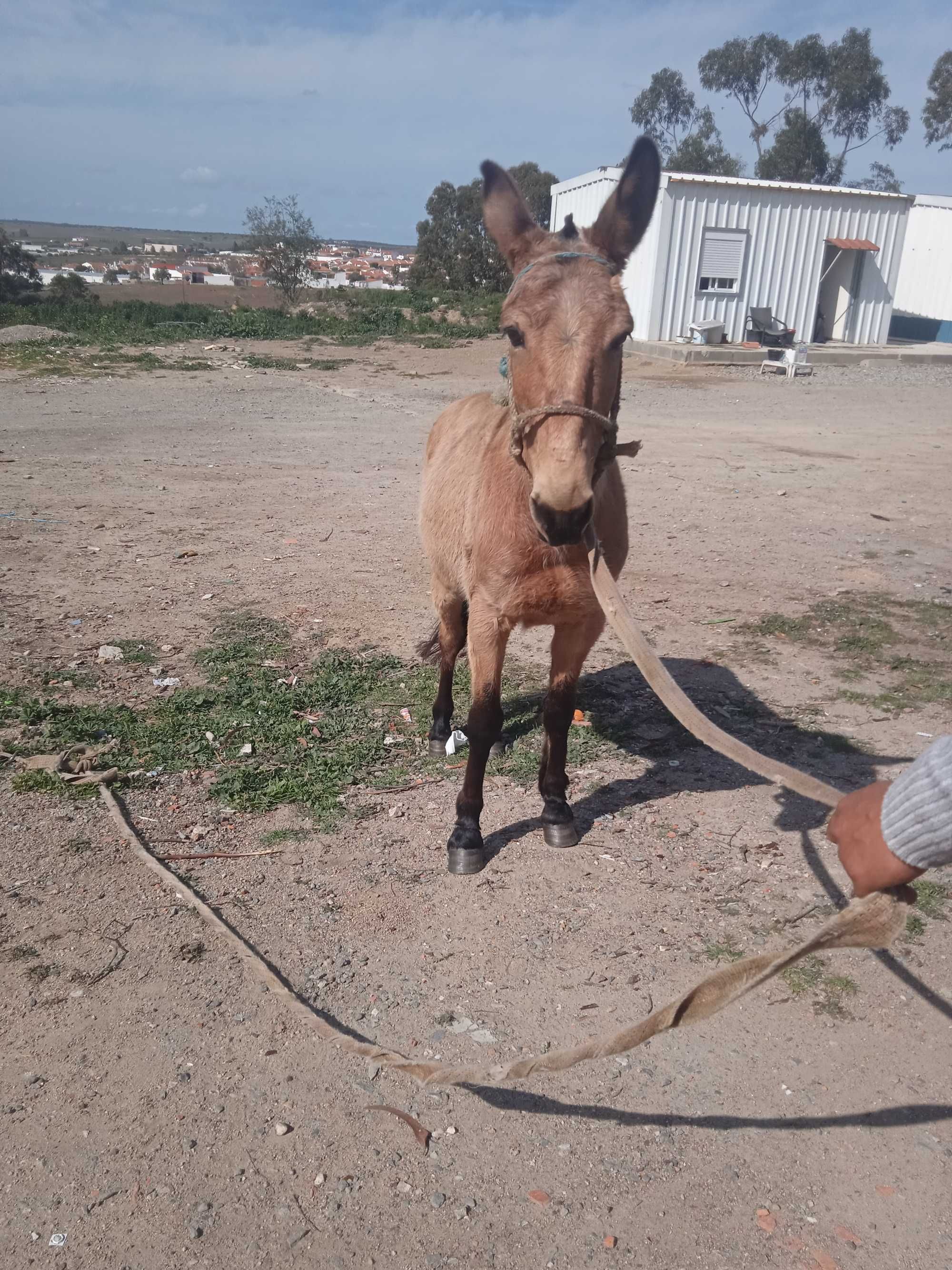 Vende_se macho bem engatado