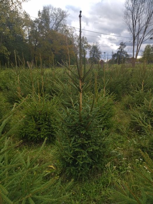 Choinki Świerk pospolity