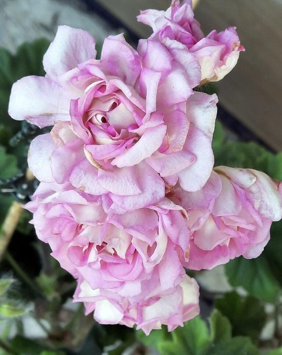 Пеларгонія сортова Ерік,DiaZ,Bonas,ТА,МальТа,Шовк,ТС,ЮВ,ІВ,А,СіМ