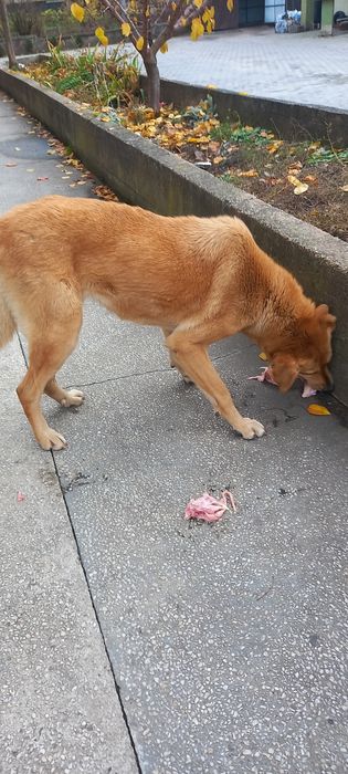 Віддам собаку. Хтось викинув дуже мудру, велику собаку.