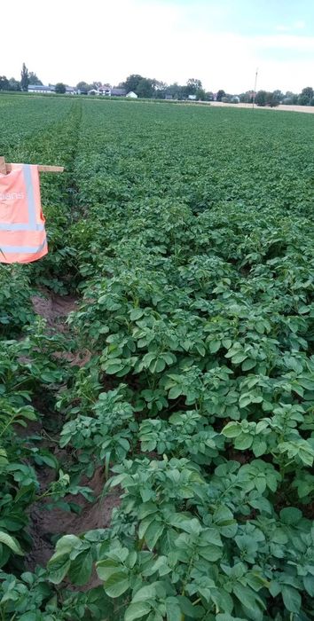 ZIEMNIAKI 15kg duże ładne bez robaka i nawozów warzywa gospodarstwo