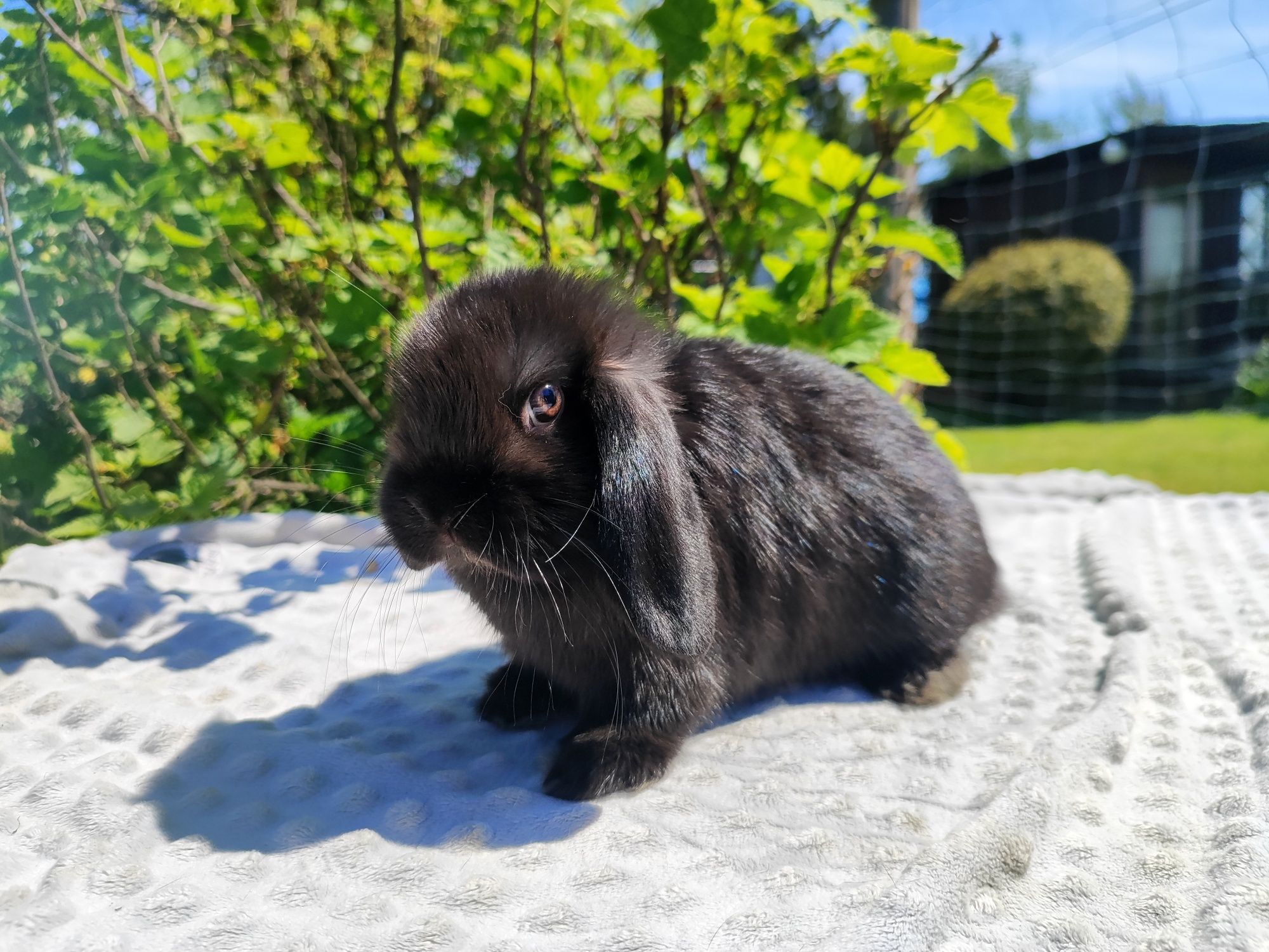 Mini lop metryka rasowy legalna hodowla królik miniaturka baranek