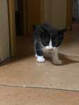 Gatinhos para adoção responsável
