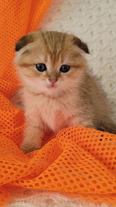 Прямоухие вислоухие шикарные котята золотая шиншилла