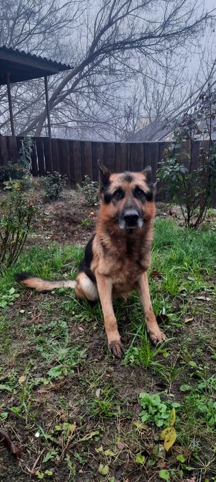 Отдам в хорошие руки