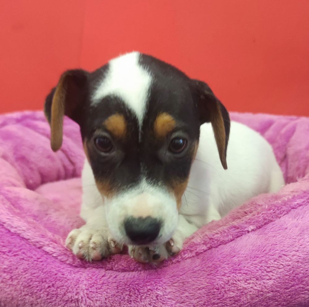 Jack Russell Terrier piesek numer 5