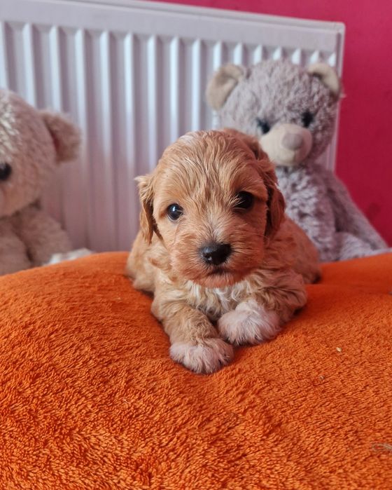 Śliczny piesek  ostatni Maltipoo pudel maltańczyk