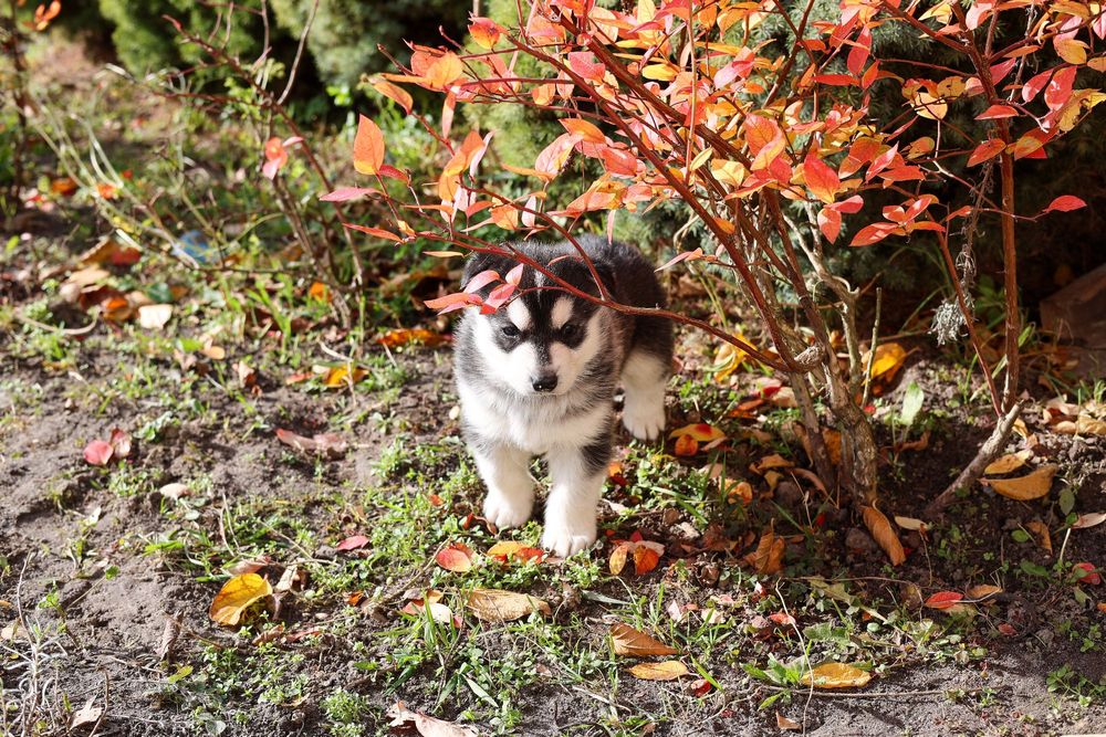 Piękny Szczeniaczek Siberian Husky z dokumentami i rodowodem