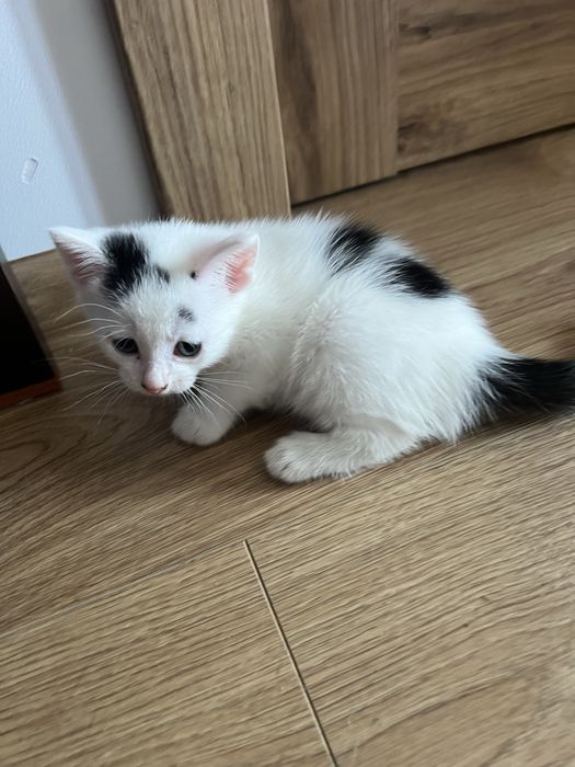 Szukamy domu tymczasowego dla kotki i jej maluszków.