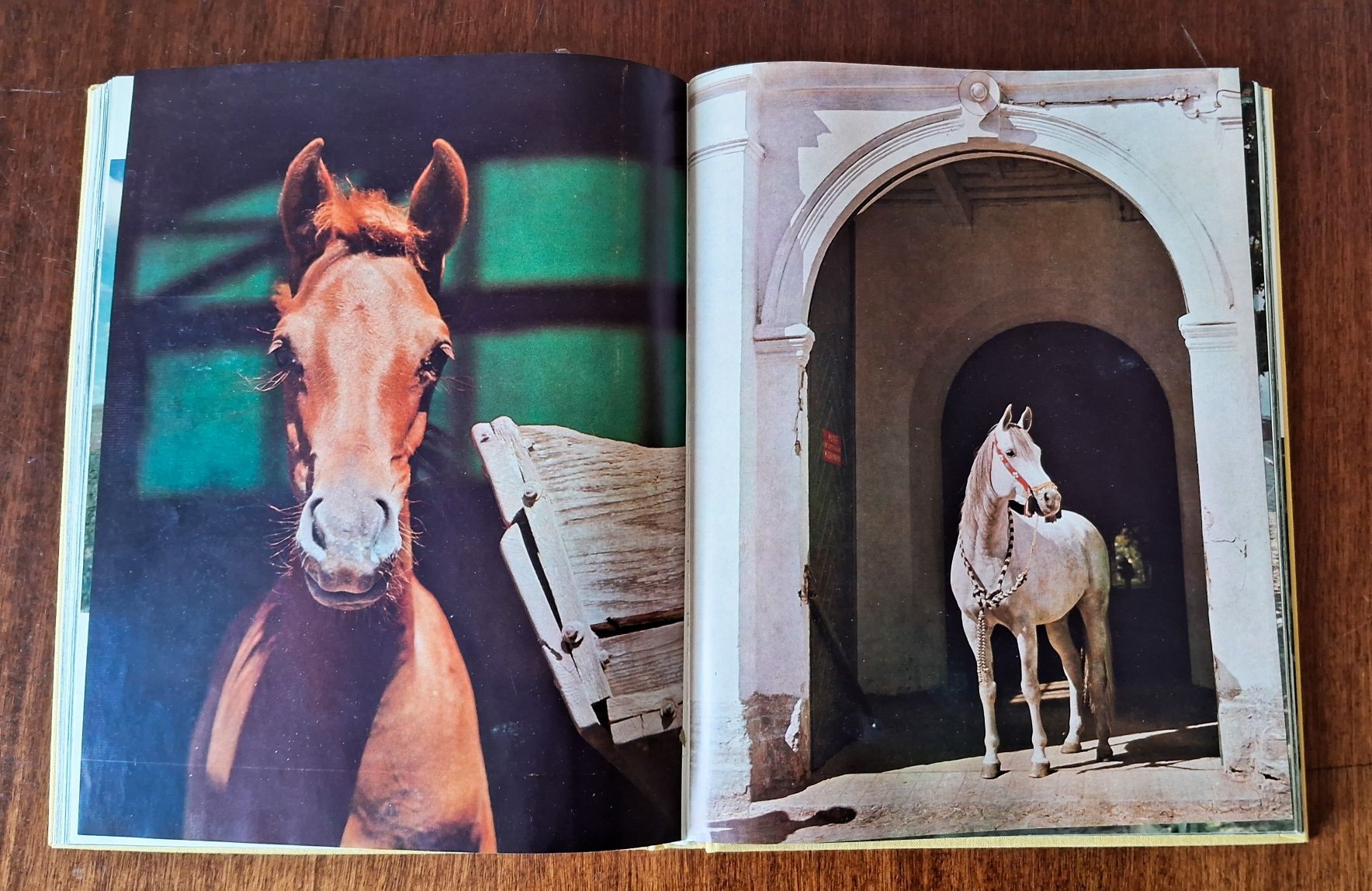 Marian Gadzalski Konie, Коні, Лошади, фотокнига