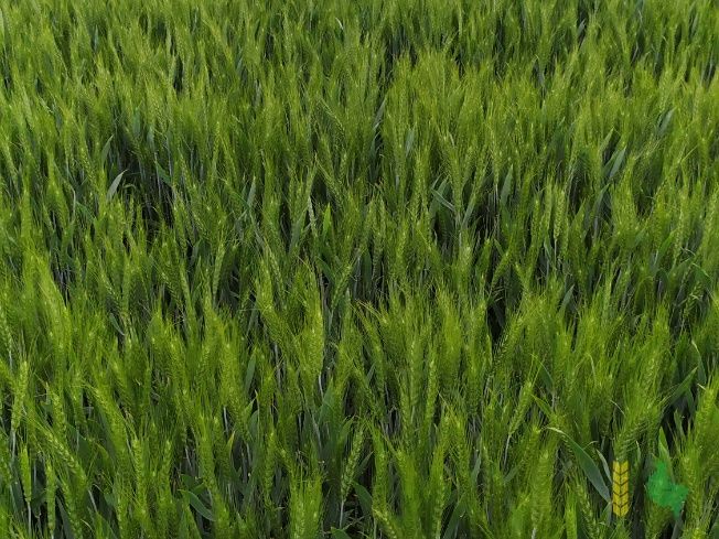 Pszenica, od rolnika , ładna oraz  czysta pasza