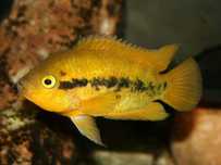GB Pielęgnica miodowa - 3,5-5cm
