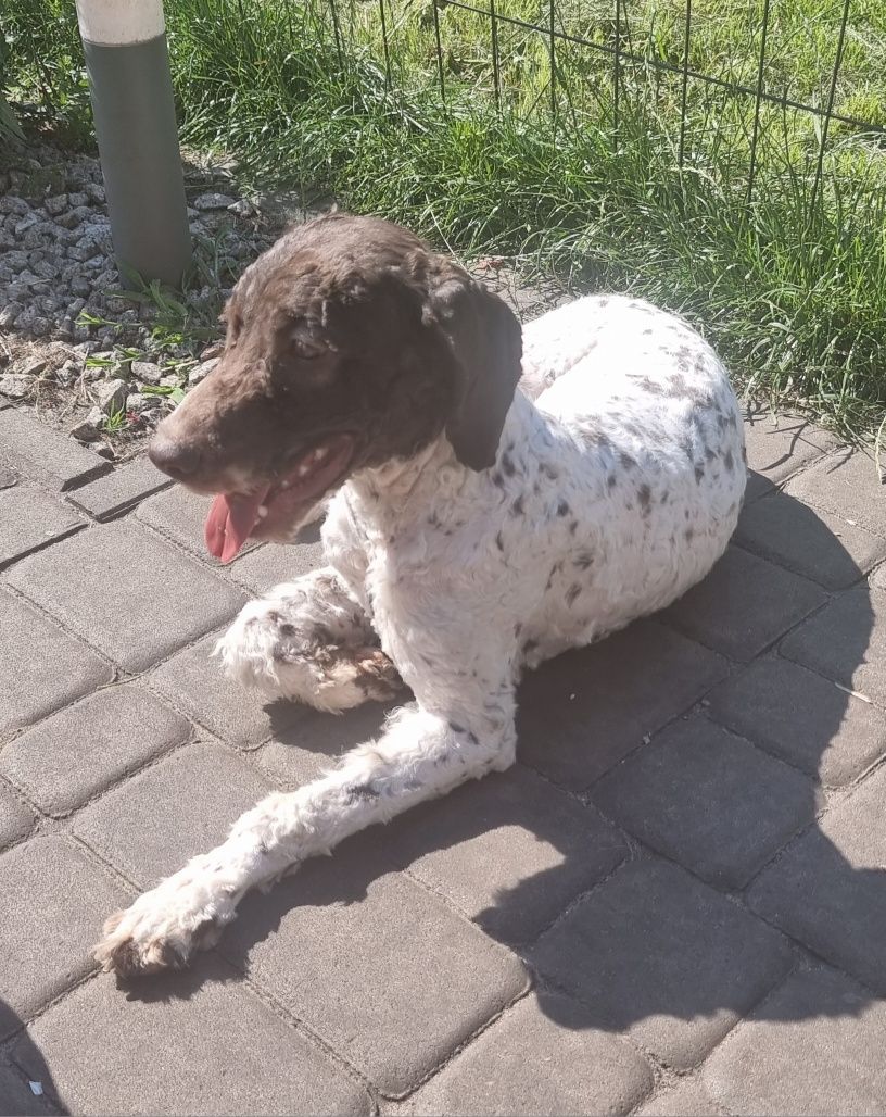 Lagotto Romagnolo piesek