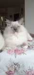 Kocurek Ragdoll blue mitted z legalnej hodowli