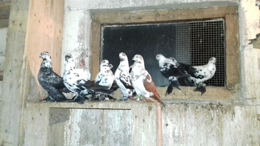 gołębie widyny czarne, czerwone