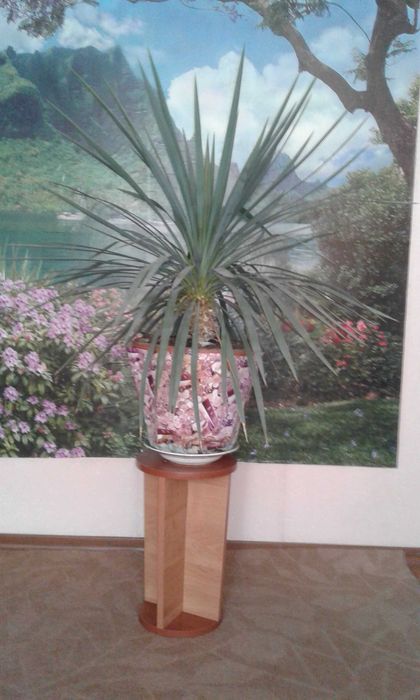 Красивая Пальма Юкка