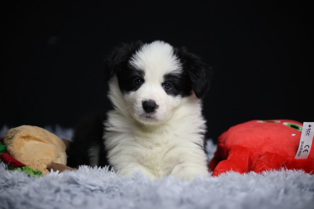 Szczeniak Border Collie ZKwP/FCI  dziewczynka