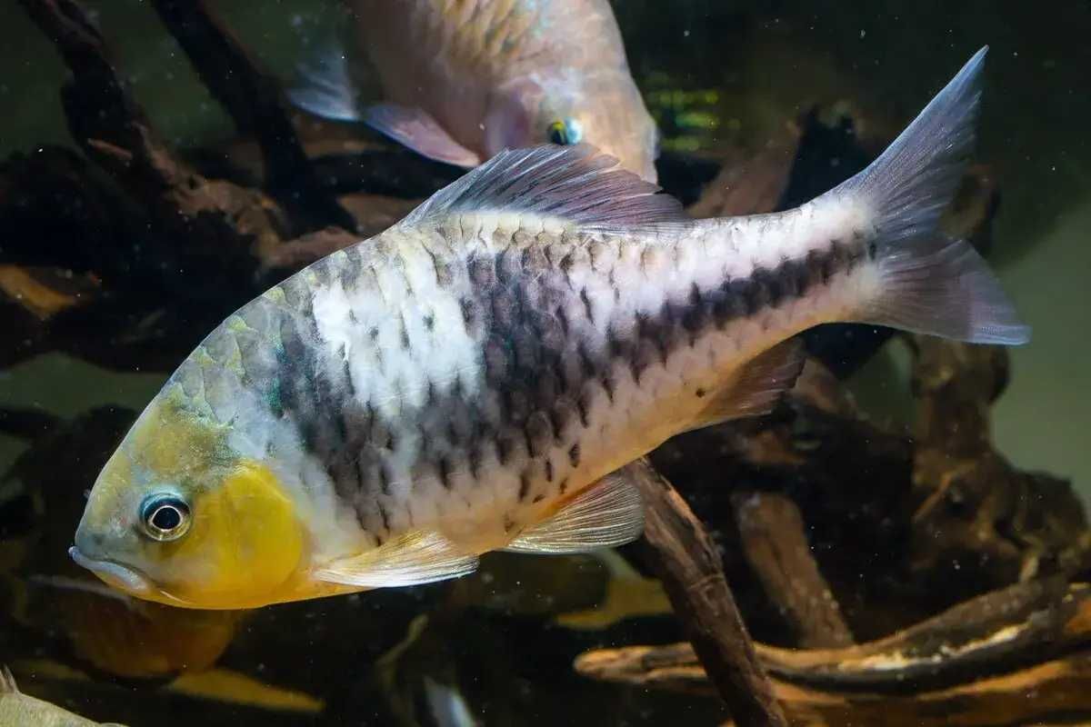 Brzanka czarnopręga - Puntius lateristriga - dowozimy, wysyłamy