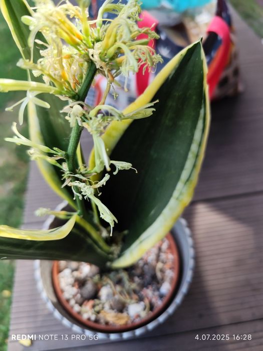 Sansevieria sheri