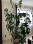 Monstera kwiat roślina ogromny okaz ponad 250 cm