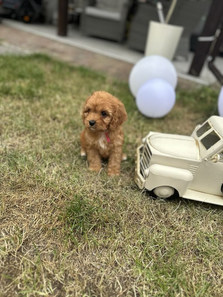 Przesliczna dziewczynka Cavapoo