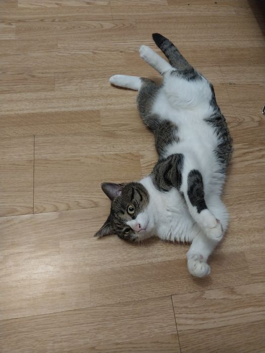 Віддам котика в добрі руки