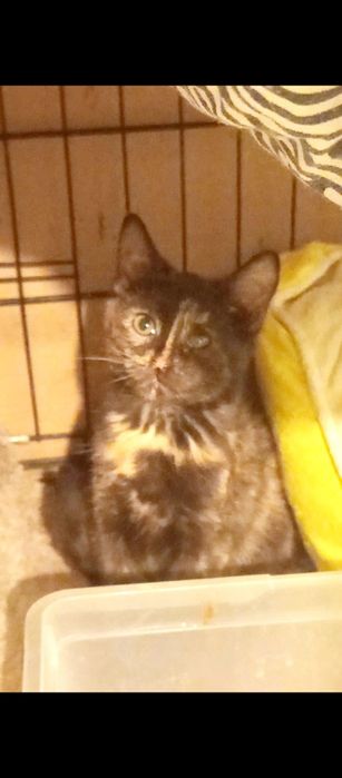 Mała kotka szuka domu niewychodzacego