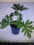 Anginka geranium bez doniczki