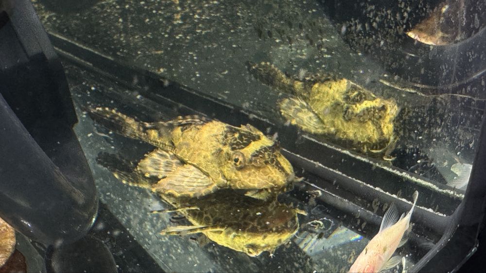 pleco palhaco.