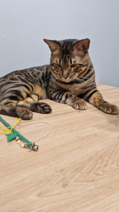 Piękny kocur bengalski