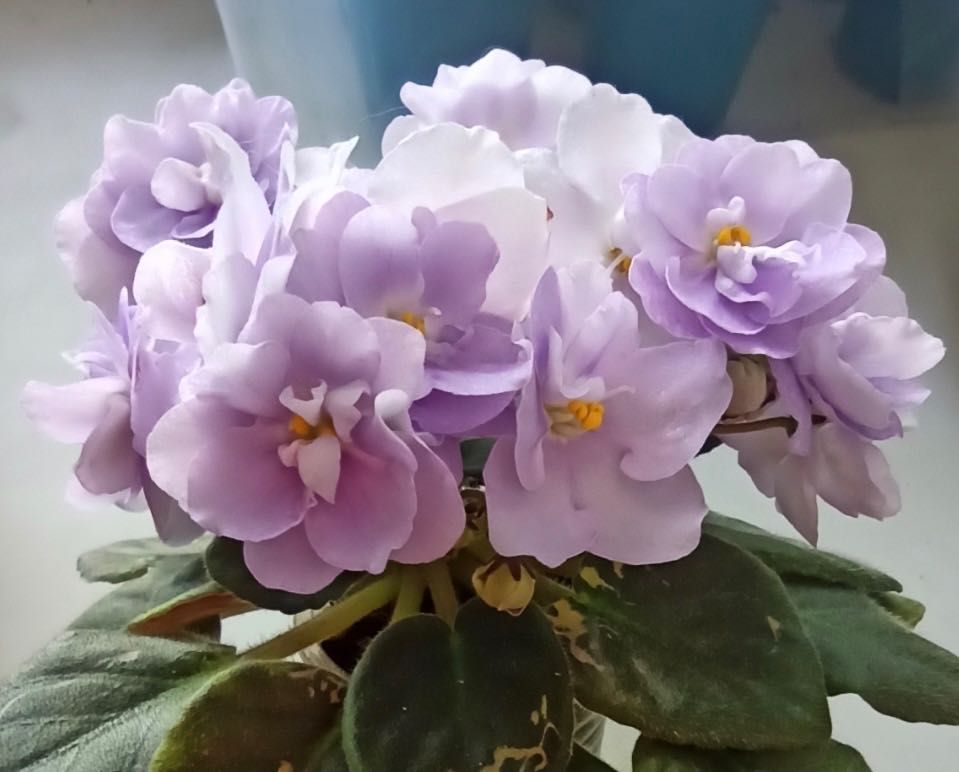 Sadzonka mini fiołka LE LILIIA