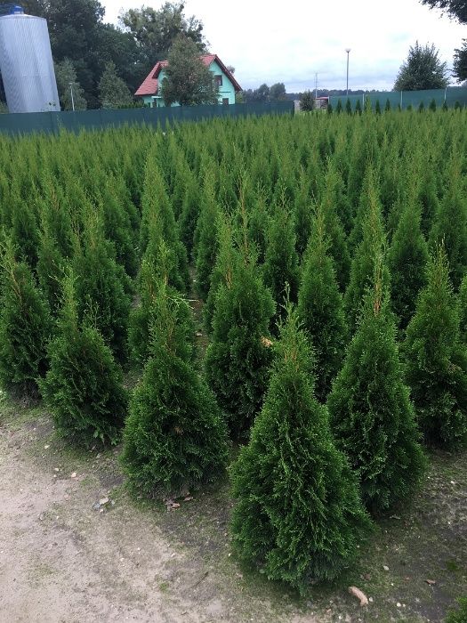 Tuja, tuje thuja Szmaragd 80-180 cm Producent Wrocław!