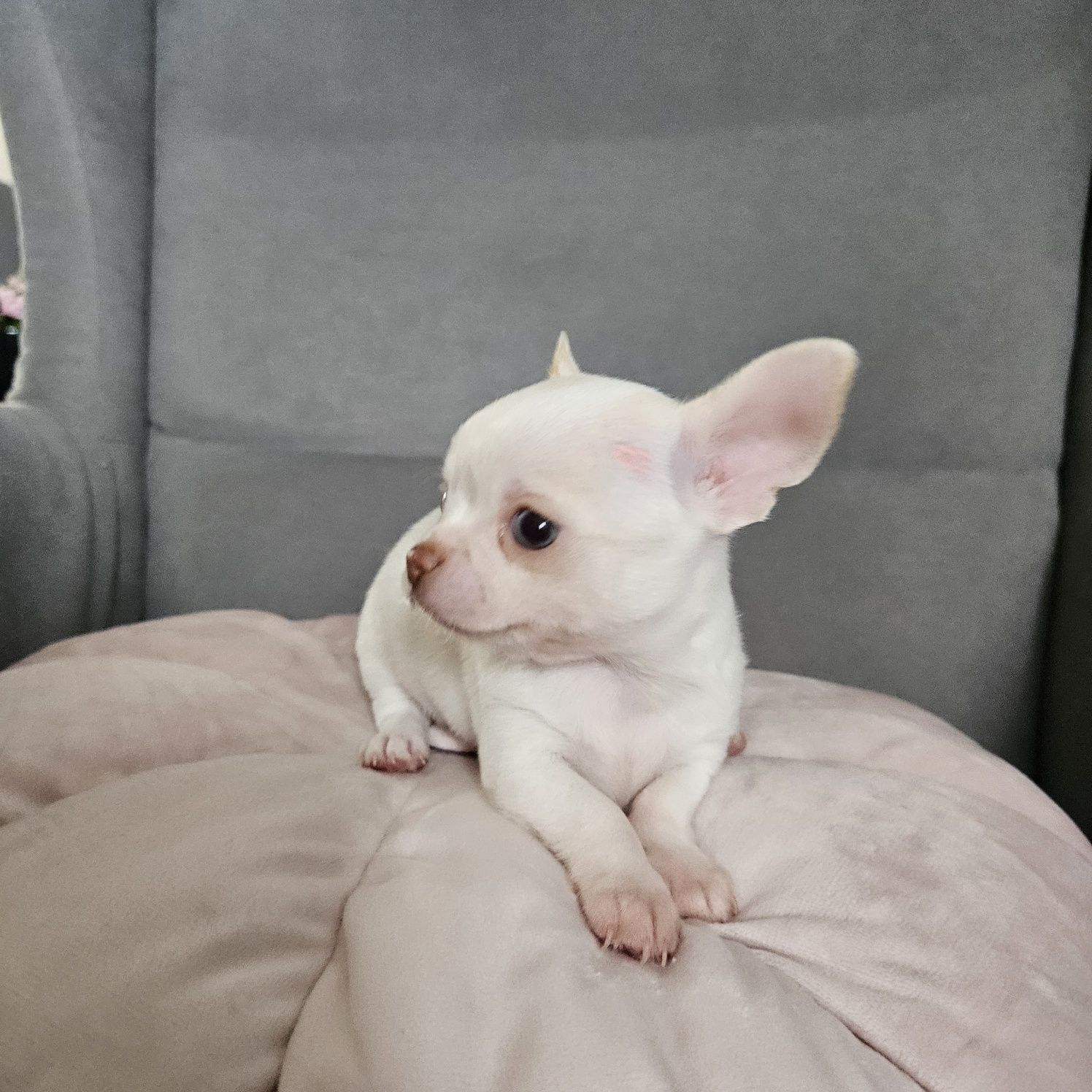 Chihuahua krótkowłosy piekny biały pies po rodzicach FCI