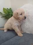 Suczka rasy Golden retriever