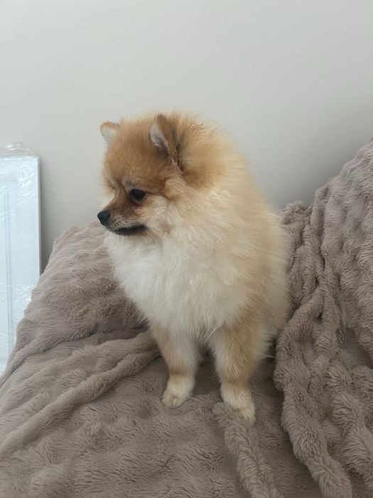 Szpic miniaturowy Misiu Samiec Pomeranian Boo