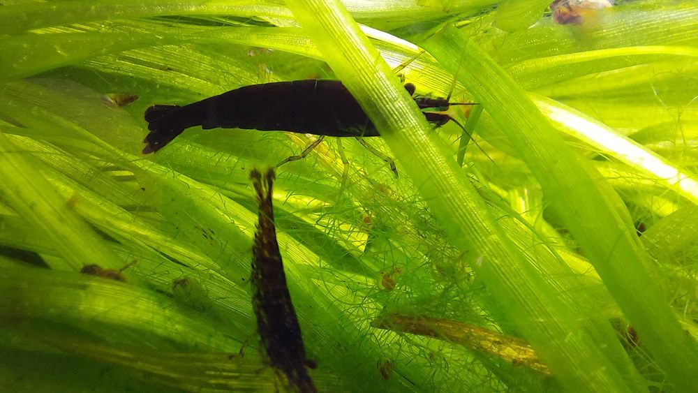 Krewetka Neocaridina schoko