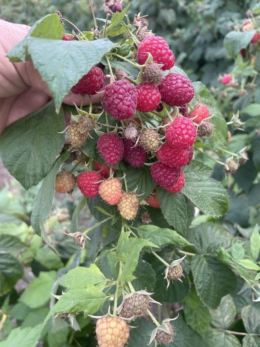 Малина ремонтантна Полана